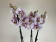 Phalaenopsis Dutch Beauty (2 Rispen)