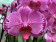 Phalaenopsis Ewelina (2 Rispen)