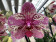 Phalaenopsis Frontera (2 Rispen)