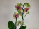 Phalaenopsis Grosseto (2-3 Rispen)