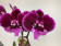 Phalaenopsis Hot 'Kizz' (2 Rispen)