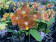 Phalaenopsis Indian Summer (2 Rispen)