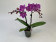 Phalaenopsis Inspector Clouseaud (2 Rispen)