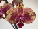 Phalaenopsis Isa (2 Rispen)