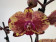 Phalaenopsis Isa (2 Rispen)