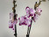 Phalaenopsis King Car Dalmatian (2 Rispen)