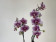 Phalaenopsis Leopard Prince (2 Rispen)