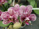 Phalaenopsis Little Zebra (4 Rispen)