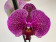 Phalaenopsis Magic Moments