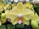 Phalaenopsis My Monroe 'Glamour' (2 Rispen)