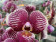Phalaenopsis Phantom (2 Rispen)