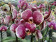 Phalaenopsis Phantom (2 Rispen)