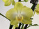 Phalaenopsis Pure Lemon 'Jade'