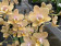 Phalaenopsis Scentsation (3 Rispen)