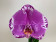 Phalaenopsis Big Singolo 'Victorio' (1 Blüte, inkl. Übertopf)