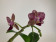 Phalaenopsis Sogo Mavis (3-4 Rispen)