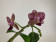 Phalaenopsis Sogo Mavis (2-3 Rispen)