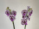 Phalaenopsis Speechless Elegance (2 Rispen)