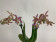 Phalaenopsis stuartiana puntatissima x mannii 'Dark' (2 Rispen)