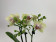 Phalaenopsis Sunny (2 Rispen)