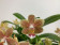 Doritaenopsis Table Masterpiece (4+ Rispen)