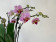 Phalaenopsis Taylormade (3-4 Rispen)