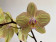 Phalaenopsis Torino (2 Rispen)