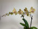 Phalaenopsis Torino (2 Rispen)