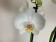 Phalaenopsis Tropic Snowball (3-4 Rispen)