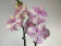Phalaenopsis Venetian Carneval (2 Rispen)