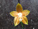 Phalaenopsis venosa