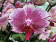 Phalaenopsis Veronique (2 Rispen)