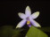 Phalaenopsis violacea 'coerulea' (1 Stiel)
