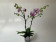 Phalaenopsis Winter 'Kizz' (2 Rispen)
