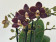 Phalaenopsis Sogo Banana Chocolate (2 Rispen)