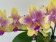 Phalaenopsis Biondoro 'Peloric' (1 Rispe)