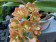 Rhynchostylis gigantea 'Peach'