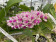 Rhynchostylis gigantea 'spots' (in Knospe / Blüte)