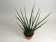 Sanseveria Fernwood