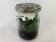 Sedirea japonica (im sterilen Glas)