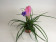 Tillandsia cyanea