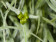 Tillandsia usneoides