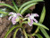 Trichoglottis pusilla