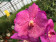 Vanda Asian Queen 1.jpg Vanda Asian Queen.jpg