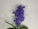 Vanda Delft Blue (in Blüte/Knospe)