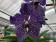 Vanda Lilac Starlight (in Blüte/Knospe)