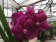 Vanda Pure Purple