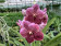 Vanda Purple Spotty (in Blüte/Knospe)