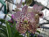 Vanda Roze Gold (in Blüte/Knospe)