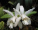 Cattleya intermedia 'alba'